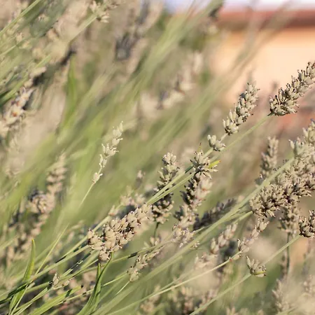 Apolonija 4* Sežana